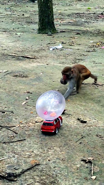 Funny Monkey Playing Balloon 😂