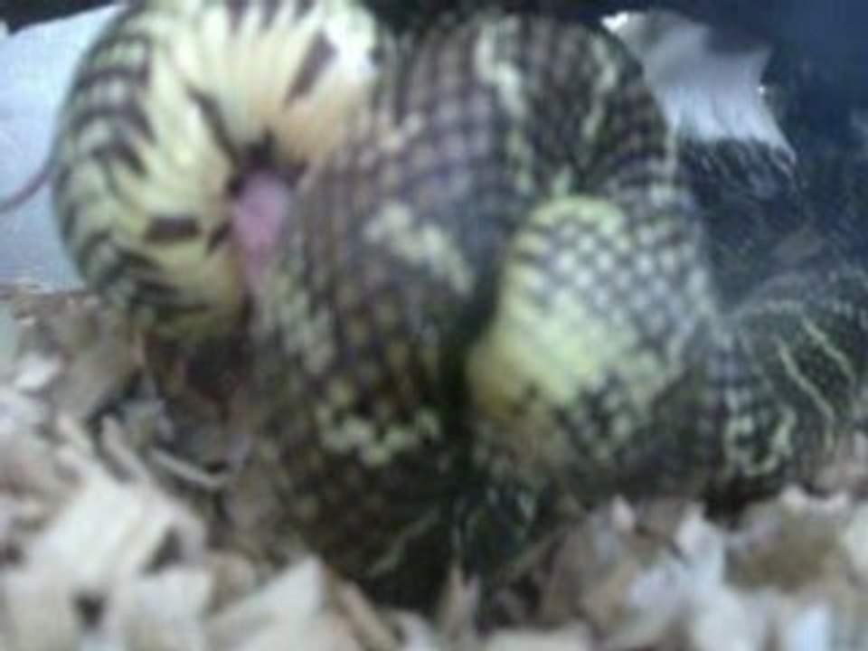 SERPENT 1
