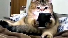 Cat funny video