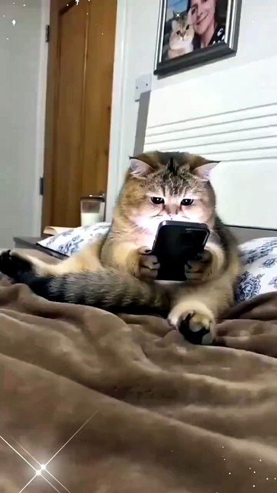 Cat funny video