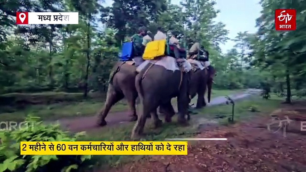 AI तकनीक से सिवनी में पकड़ा गया टाइगर, 2 महीने से 60 वन कर्मचारियों और हाथियों को दे रहा था चकमा