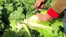 Des récoltes abondantes à l’arrivée de l’automne