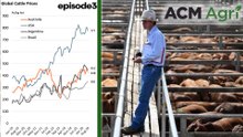 Global cattle prices for July 2026