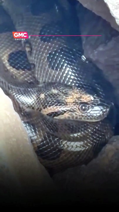 Sucuri gigante é avistada na prainha do Porto São José, em São Pedro do Paraná