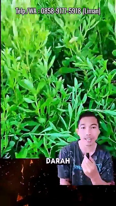Aman untuk Diabetes & Diet! Javastefia, 200–300x Lebih Manis dari Gula Tanpa Gula Darah Naik