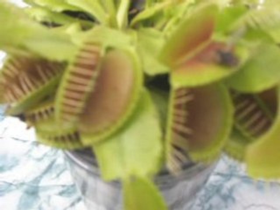 Nivore ! Ma plante ! Car-Nivore !