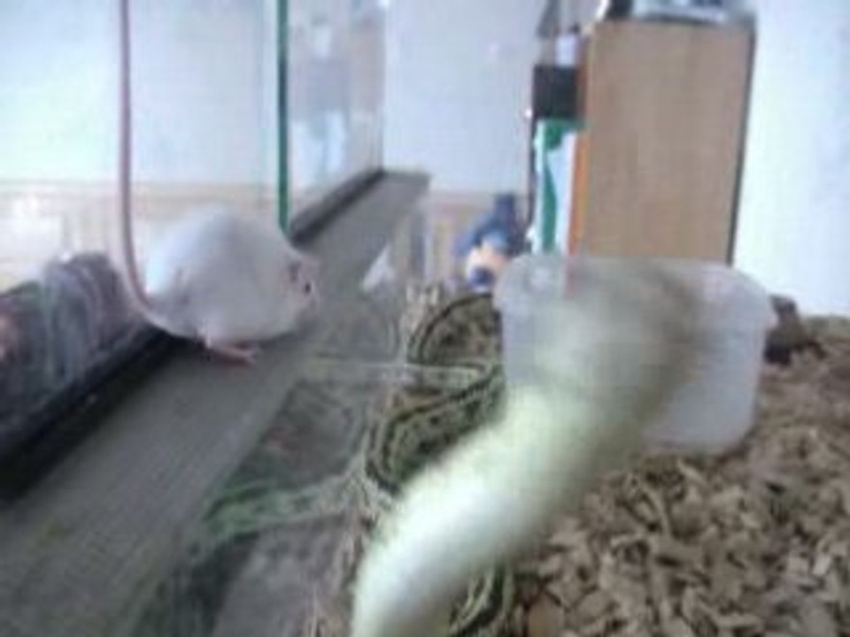 SERPENT 3