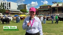 No bull: star cows spill the beans on competing in Ekka