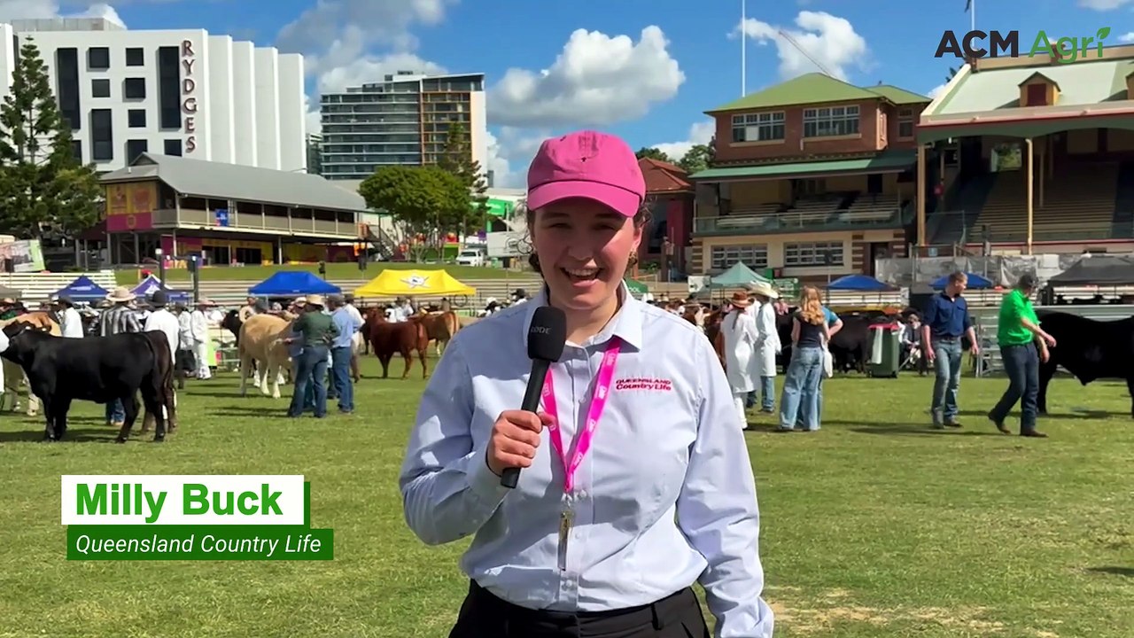 No bull: star cows spill the beans on competing in Ekka