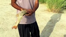 Eurasian fish