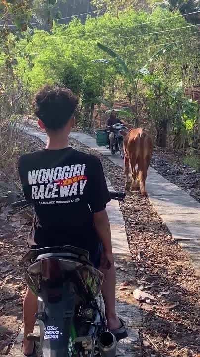 Motorcyclist Lands in Ravine After Bumping Into Roadside Cow
