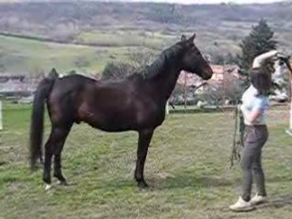 Cheval 121