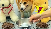 The_dog_endures_all_hardships_just_for_its_skateboarding_dream!_#pets_#cute_#funny_#shorts