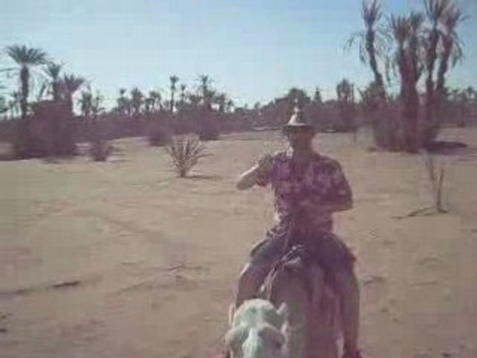 Camel