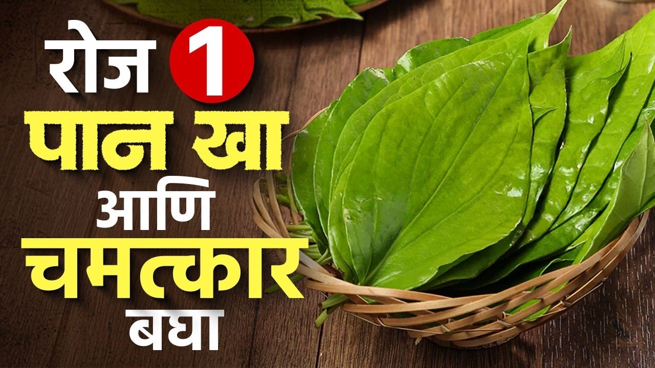 रोज १ खायचं पान खाण्याचे १० आश्चर्यकारक फायदे | Betel Leaf Benefits | how to grow eating betel leaf?