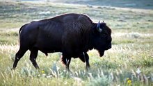 Bison : The mighty grassland giant built for strength and endurance