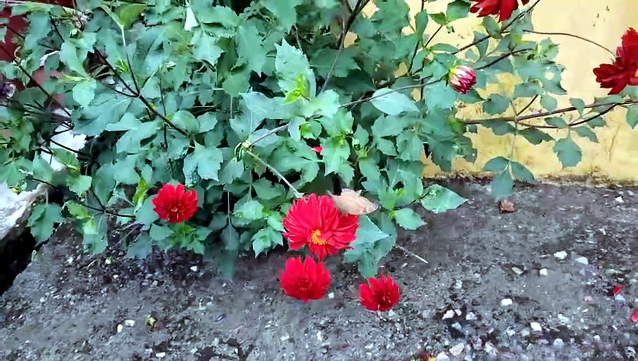 #moutains_ flower's