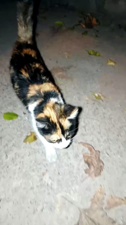 Funny kitten #viral #trending #foryou #reels #b