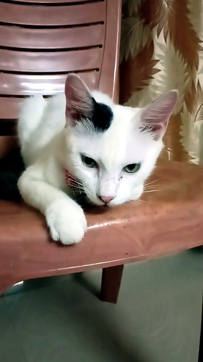 Cute Baby Cat Video