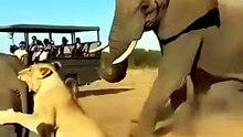 Giant Elephant in the Wild: Amazing Wildlife Encounter🐘