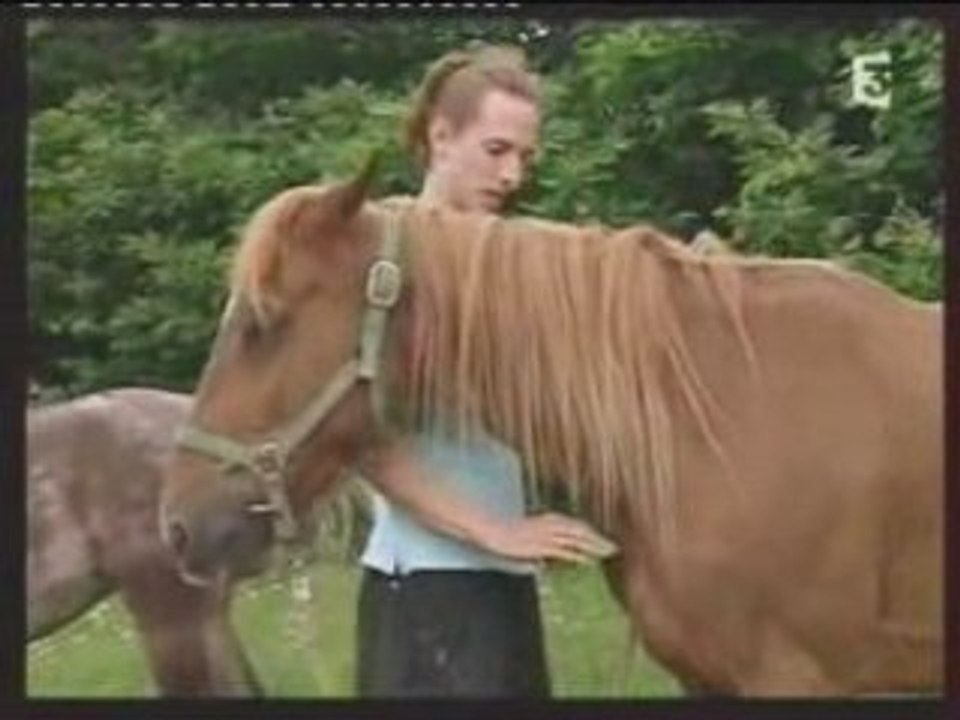 CHEVAUX SAUVES PAR DES JEUNES FORMIDABLES