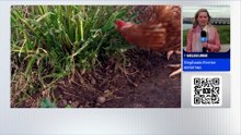Government warns spread of H5 bird flu is now inevitable