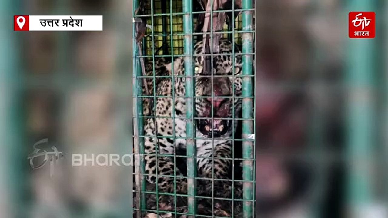 WATCH; लखीमपुर खीरी में बकरी के लालच में पिंजरे में कैद हुआ तेंदुआ