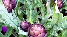 Purple Artichoke Vegetable