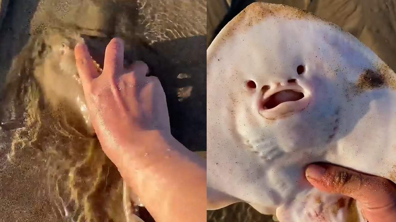 Chilling Encounter with Smiling Creature on Weihai Beach