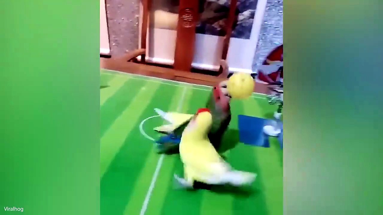 🤩 This Clever Parrot Stole the Show! #FunnyParrot #Trending#Viral#Funny#Fun