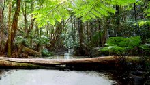 Wangoolbah Creek KGari Island Queensland Australia