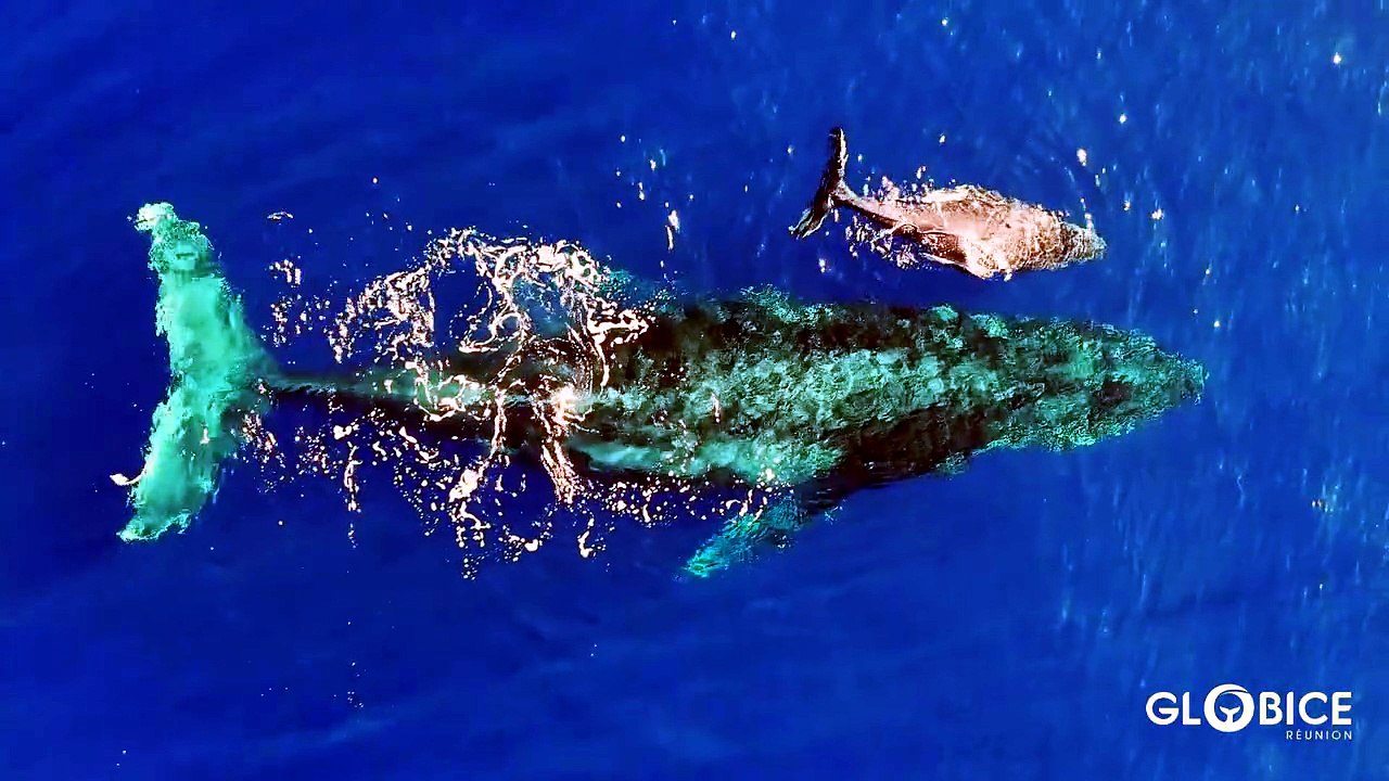 Une baleine et son baleineau