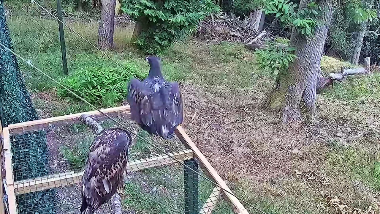 Sea eagles take their first flight on release from pens on Exmoor.