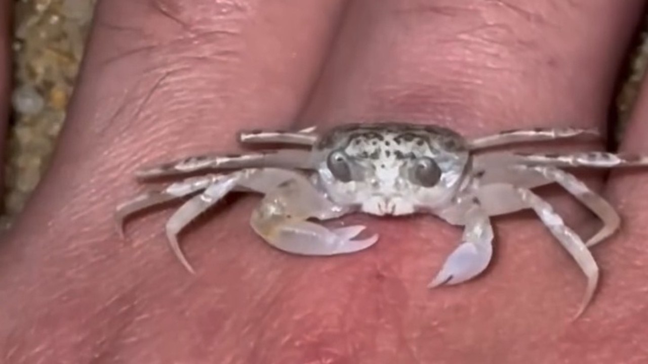 Small Crab Nibbles And Bites A Hand On The Beach