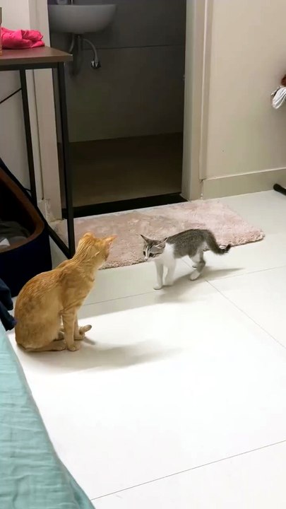 100% Drama 😸