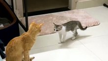 100% Drama 😸