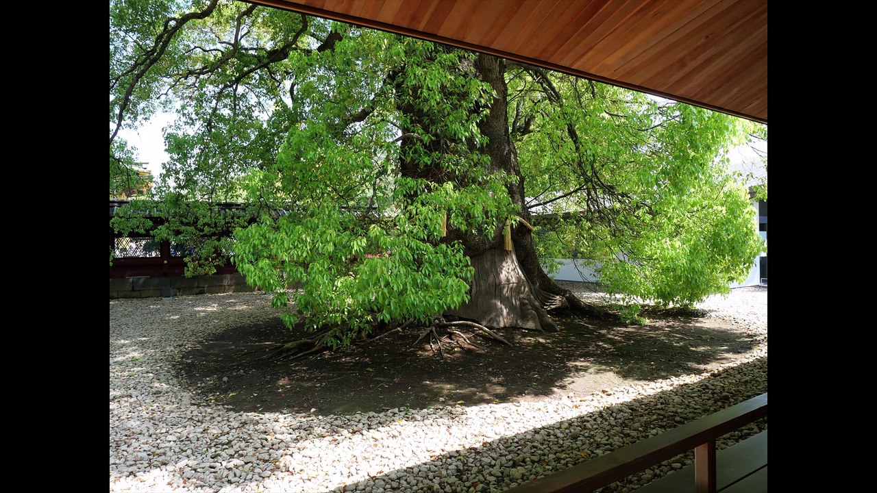 Ueno Toshogu: A Toshogu Shrine built for the people of Edo who could not travel to Nikko