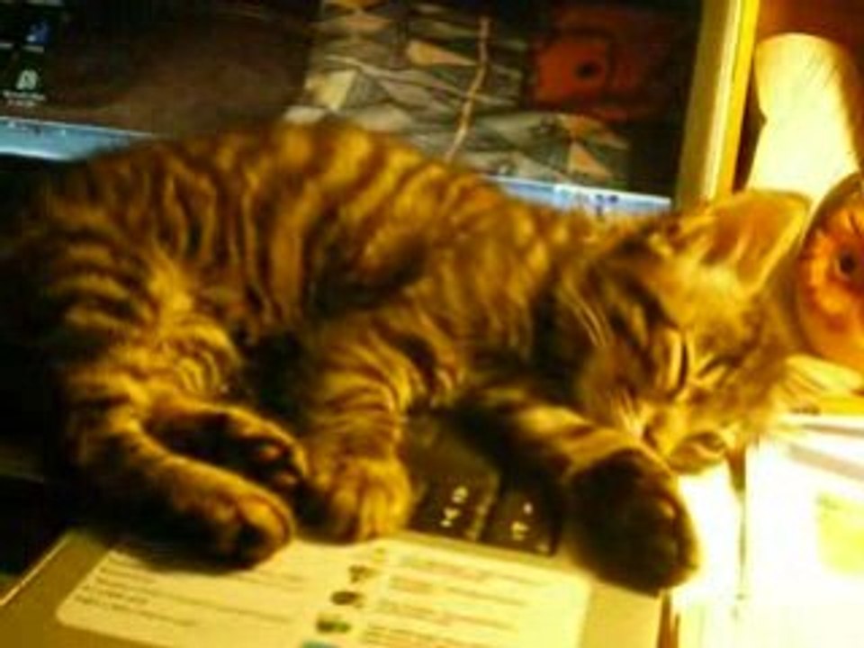 Chaton 0608 013