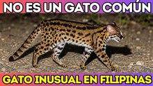 20 felinos salvajes extraños y poco comunes del mundo