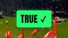 True or False? Flamingos are not naturally pink 🤔