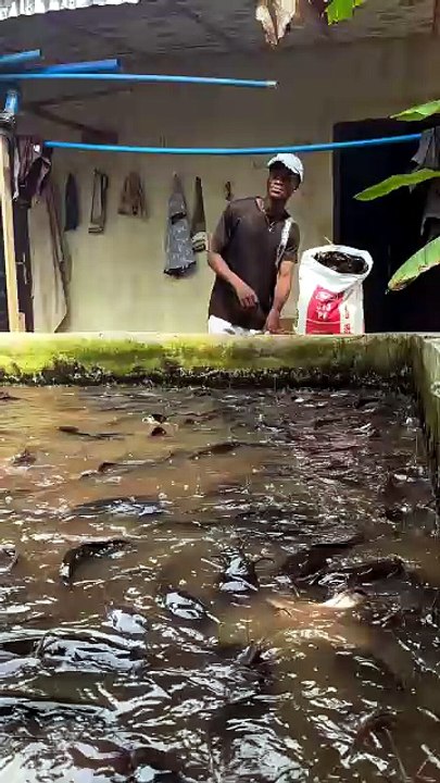 #capcut  #viral  #video  #catfish #farm
