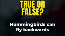 True or False? Hummingbirds can fly backwards 🤔
