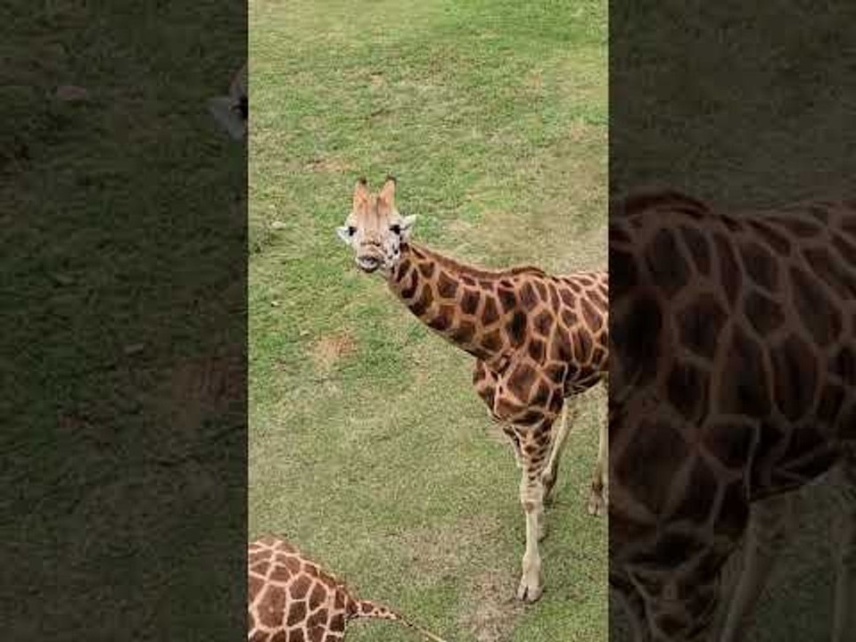 Giraffe Drinks Another Giraffe's Pee at Zoo
