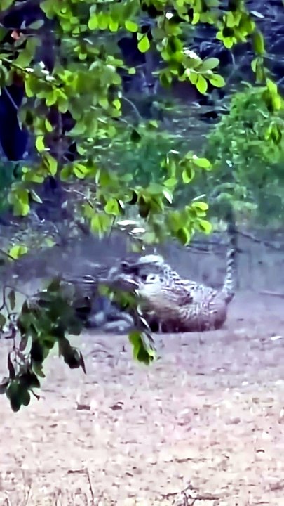 Breathtaking Safari Video Of Two Wild Leopards Engaged In A Violent Territorial Battle