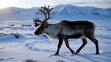 Reindeer : The resilient Arctic traveler built for life in the frozen wilderness