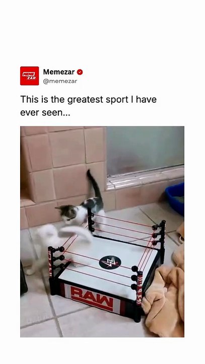 Little Paw 😍😍😍