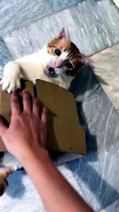 Enjoy new toy. . 😸😸😸