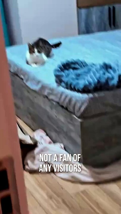 Not A Van Of Any Visitors 😸😸😸