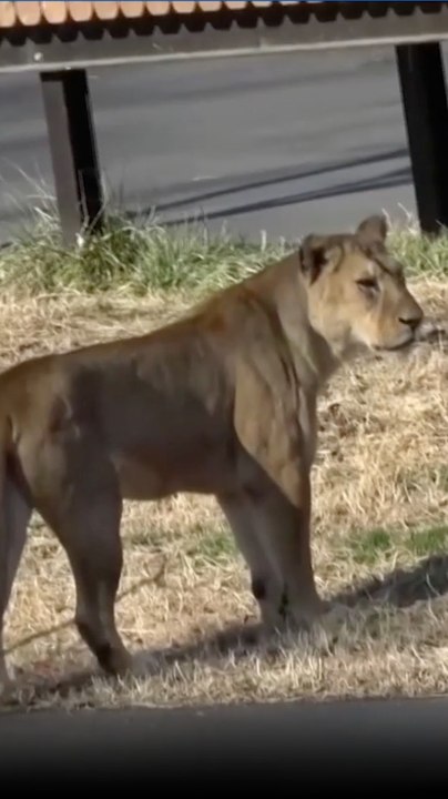 Mueren tres leonas en un zoo de Tokio a causa  de la ola de calor