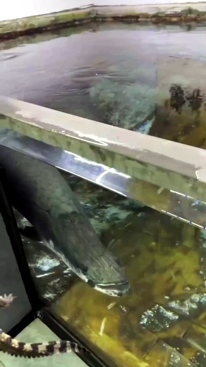 Hungry-Fish